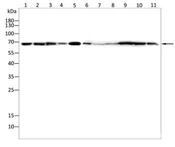 DLAT Antibody