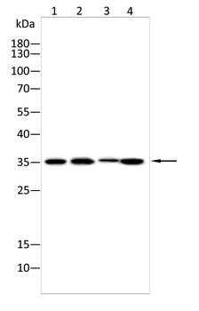 CD47 Antibody