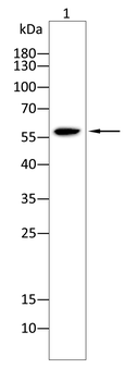 UAP1 Antibody