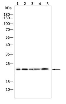 PRDX2 Antibody