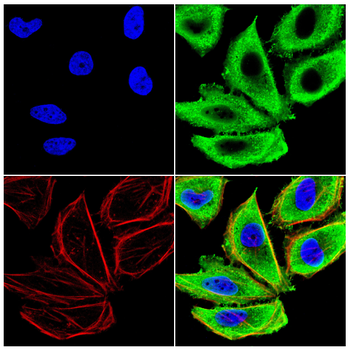 PRDX2 Antibody