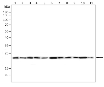 PRDX2 Antibody