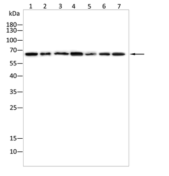 UGP2 Antibody
