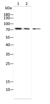 PDIA4 Antibody