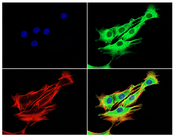 IL7 Antibody