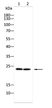 IL7 Antibody