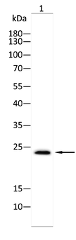 IL7 Antibody