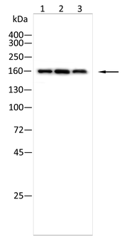 BCR Rabbit Polyclonal Antibody