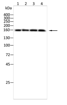 BCR Rabbit Polyclonal Antibody