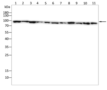 DDX1 Antibody