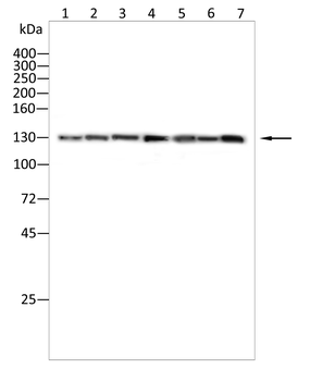 RAD50 Antibody