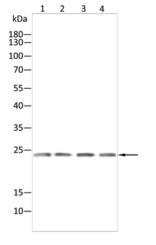 Rab5a Rabbit Polyclonal Antibody