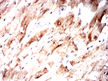 KHSRP Antibody