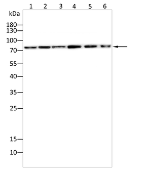 KHSRP Antibody