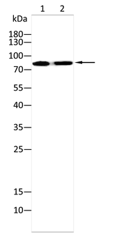KHSRP Antibody