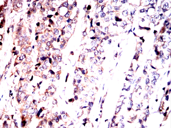 RALB Antibody