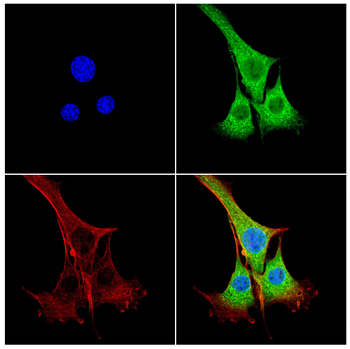 KPNA2 Antibody