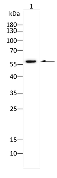 KPNA2 Antibody