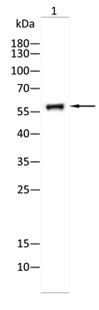 KPNA2 Antibody