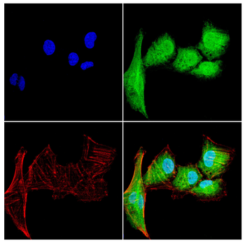 KPNA2 Antibody