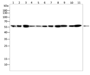 KPNA2 Antibody