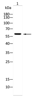 KPNA2 Antibody