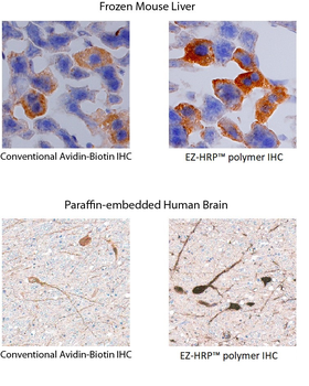 Anti-Rabbit/Mouse EZ-HRP; Polymer Detection
