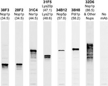 Fibrillarin/Nop1p- Nucleolar Marker Antibody