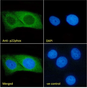 Cytochrome b245 Alpha Light Chain/p22-phox Monoclonal Antibody