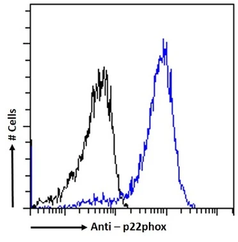 Cytochrome b245 Alpha Light Chain/p22-phox Monoclonal Antibody