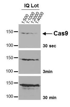 CRISPR/Cas9 Mouse Monoclonal Antibody