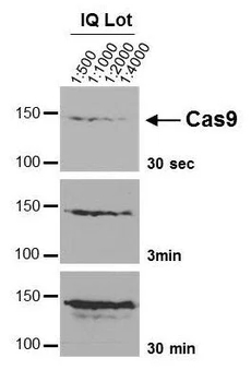 CRISPR/Cas9 Mouse Monoclonal Antibody