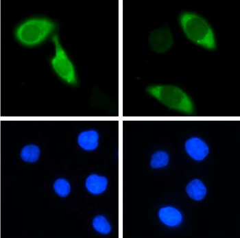 CRISPR/Cas9 Mouse Monoclonal Antibody