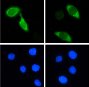 CRISPR/Cas9 Mouse Monoclonal Antibody