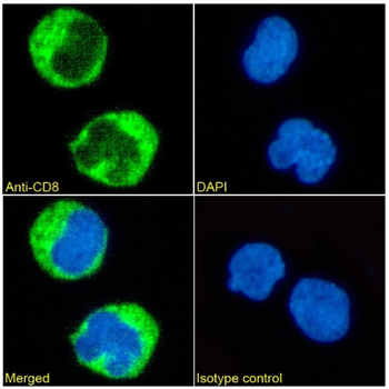 CD8 Mouse Monoclonal Antibody