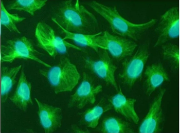 Nestin (Neural Stem Cell Marker) Mouse Monoclonal Antibody (FITC)
