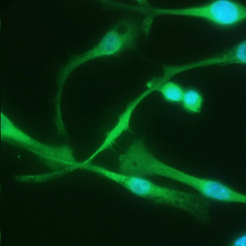 F4/80 Antibody (FITC)