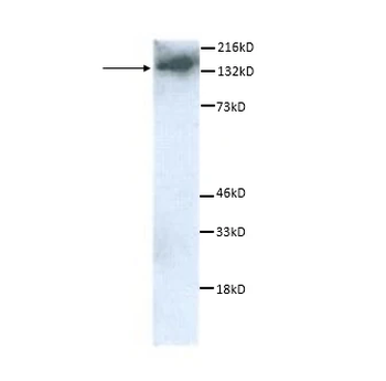 F4/80 Antibody (FITC)