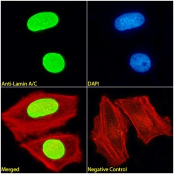 Lamin A+C Antibody (HRP)