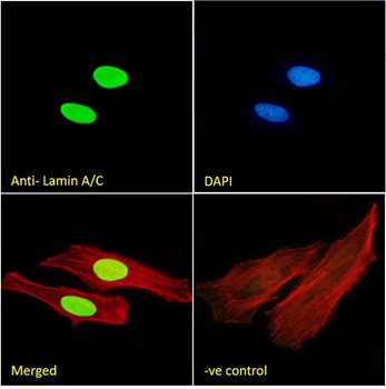 Lamin A+C Antibody (HRP)