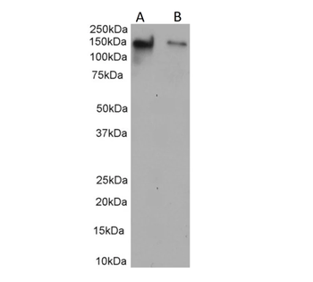 MUC-1 Antibody