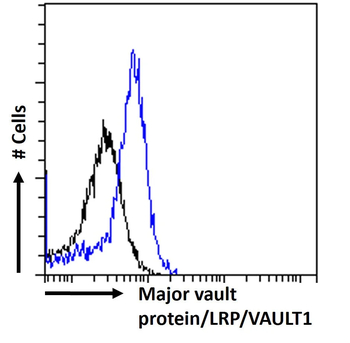 Major Vault Protein [1032], Mouse IgG1, Kappa Recombinant Monoclonal Antibody