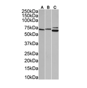 Lamin A+C Monoclonal Antibody [JOL2] - Unpurified / 0.1ml