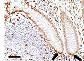 Lamin A+C Monoclonal Antibody [JOL2] - Unpurified / 0.1ml
