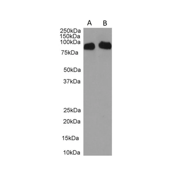 CD34 Antibody