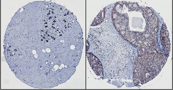 HEF1/NEDD-9 Monoclonal Antibody