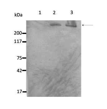 Nestin (Neural Stem Cell Marker) Mouse Monoclonal Antibody