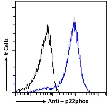 Cytochrome b245 Alpha Light Chain/p22-phox Monoclonal Antibody