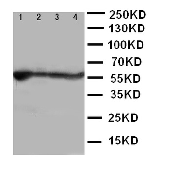 ALDH2 Rabbit Polyclonal Antibody