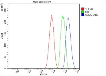 Annexin VII/ANXA7 Rabbit Polyclonal Antibody